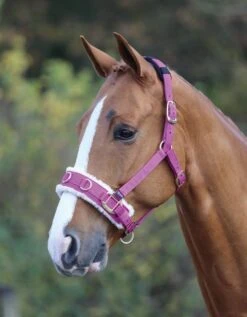 Fleece Lined Lunging Cavesson -Saddle Shop 12396b