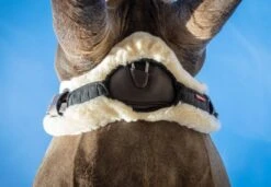 LeMieux Lambswool Anatomic Girth Cover -Saddle Shop 14418d