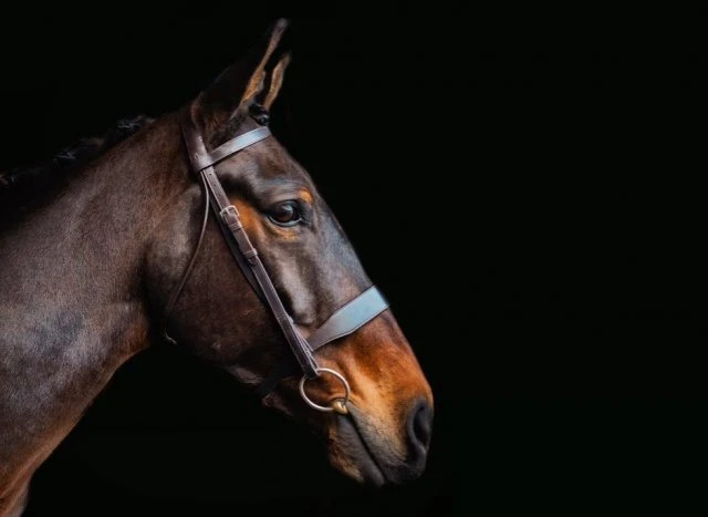 Cameo Equine Core Collection Hunt Bridle 3 Cameo Equine Core Collection Hunt Bridle