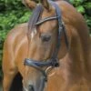 Ecorider Ecosoft Acclaim Bridle -Saddle Shop 16002