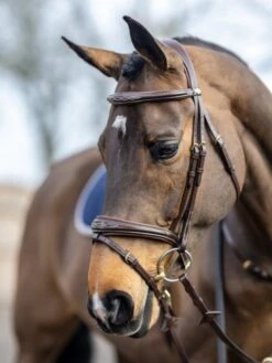 LeMieux Competition Flash Bridle -Saddle Shop 16215f