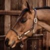 Kentucky Leather Rope Halter -Saddle Shop 17312