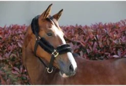 Kentucky Nylon Sheepskin Head Collar -Saddle Shop 17314c