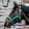 Kentucky Velvet Head Collar -Saddle Shop 17315